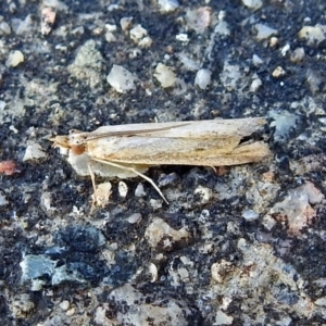 Faveria tritalis at Namadgi National Park - 9 Mar 2018