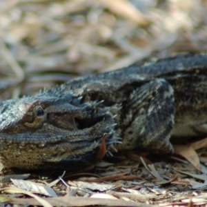 Pogona barbata at Aranda, ACT - 5 Mar 2008