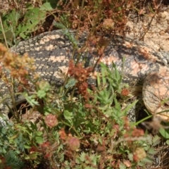 Tiliqua nigrolutea (Blotched Blue-tongue) at Rendezvous Creek, ACT - 10 Jan 2008 by KMcCue