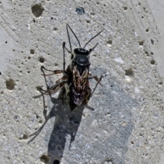 Crabroninae (subfamily) (Unidentified solitary wasp) at Corin Reservoir - 9 Mar 2018 by RodDeb