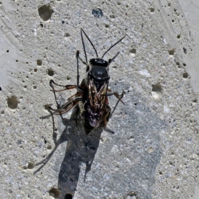 Crabroninae (subfamily) (Unidentified solitary wasp) at Cotter River, ACT - 9 Mar 2018 by RodDeb