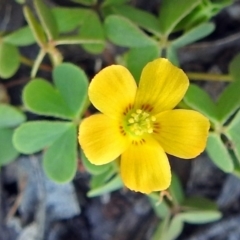 Oxalis sp. (Wood Sorrel) at Cotter River, ACT - 9 Mar 2018 by RodDeb