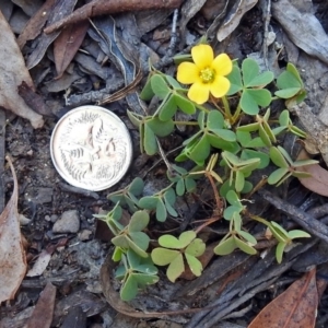 Oxalis sp. at Cotter River, ACT - 9 Mar 2018 12:49 PM