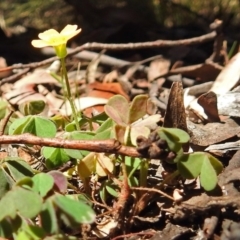 Oxalis sp. at Cotter River, ACT - 9 Mar 2018 12:49 PM