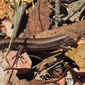 Lampropholis guichenoti at Cotter River, ACT - 9 Mar 2018 12:43 PM