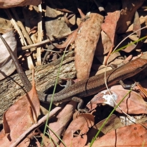 Lampropholis guichenoti at Cotter River, ACT - 9 Mar 2018 12:43 PM