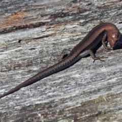 Lampropholis guichenoti at Cotter River, ACT - 9 Mar 2018 12:43 PM