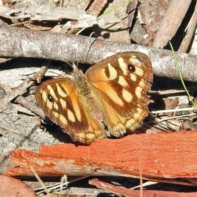 Geitoneura klugii (Marbled Xenica) at Paddys River, ACT - 9 Mar 2018 by RodDeb