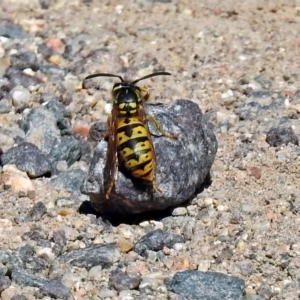 Vespula germanica at Paddys River, ACT - 9 Mar 2018