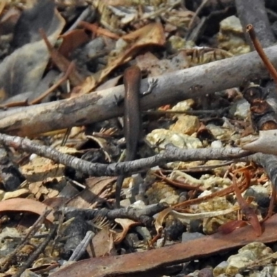 Lampropholis delicata (Delicate Skink) at Paddys River, ACT - 9 Mar 2018 by RodDeb