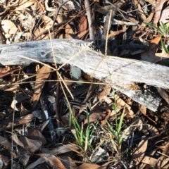 Cynodon dactylon (Couch Grass) at Hughes, ACT - 10 Mar 2018 by ruthkerruish
