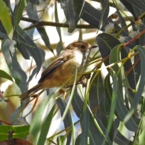 Acanthiza pusilla at Paddys River, ACT - 9 Mar 2018 03:48 PM