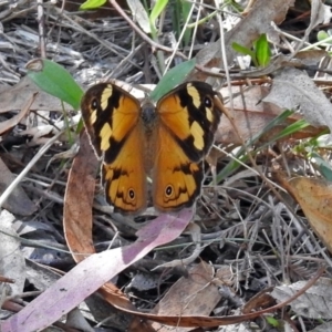 Heteronympha merope at Paddys River, ACT - 9 Mar 2018