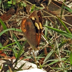 Heteronympha merope at Paddys River, ACT - 9 Mar 2018