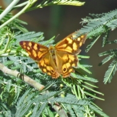 Heteronympha paradelpha (Spotted Brown) at Paddys River, ACT - 9 Mar 2018 by RodDeb