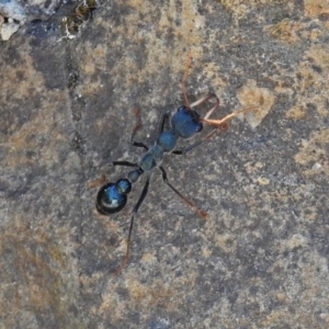 Myrmecia tarsata at Paddys River, ACT - 9 Mar 2018 05:21 PM