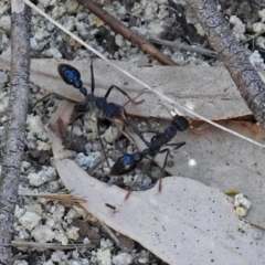 Myrmecia tarsata at Paddys River, ACT - 9 Mar 2018 05:21 PM