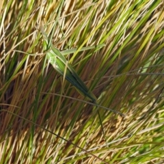 Acrida conica (Giant green slantface) at Tidbinbilla Nature Reserve - 9 Mar 2018 by RodDeb