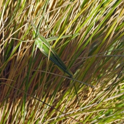 Acrida conica (Giant green slantface) at Paddys River, ACT - 9 Mar 2018 by RodDeb