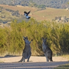 Macropus giganteus (Eastern Grey Kangaroo) at Paddys River, ACT - 9 Mar 2018 by RodDeb