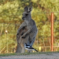 Macropus giganteus at Paddys River, ACT - 9 Mar 2018 06:29 PM