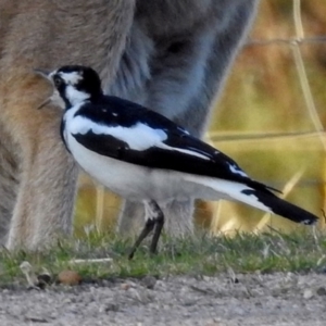 Grallina cyanoleuca at Paddys River, ACT - 9 Mar 2018 06:29 PM