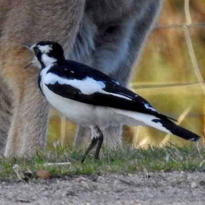 Grallina cyanoleuca (Magpie-lark) at Paddys River, ACT - 9 Mar 2018 by RodDeb