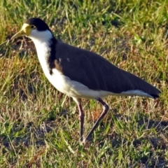 Vanellus miles (Masked Lapwing) at Paddys River, ACT - 9 Mar 2018 by RodDeb