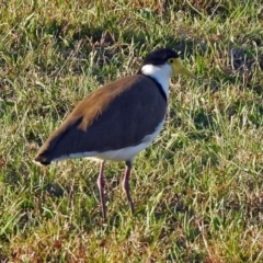 Vanellus miles at Paddys River, ACT - 9 Mar 2018