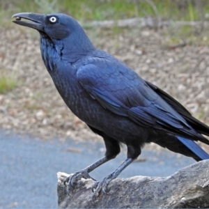 Corvus coronoides at Paddys River, ACT - 9 Mar 2018 05:54 PM