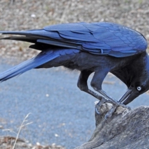 Corvus coronoides at Paddys River, ACT - 9 Mar 2018