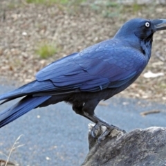 Corvus coronoides at Paddys River, ACT - 9 Mar 2018 05:54 PM