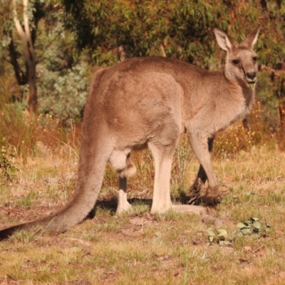 Macropus giganteus (Eastern Grey Kangaroo) at Wanniassa Hill - 27 Feb 2018 by YumiCallaway