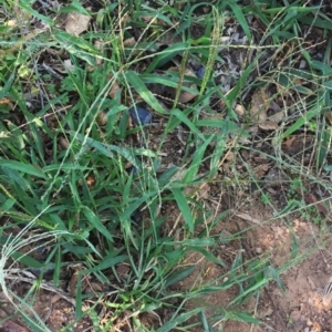 Digitaria sanguinalis at Hughes, ACT - 11 Mar 2018 10:16 AM