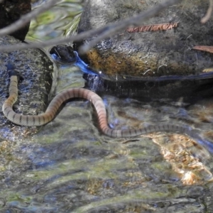 Pseudonaja textilis at Paddys River, ACT - 9 Mar 2018