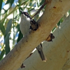 Melithreptus lunatus (White-naped Honeyeater) at Paddys River, ACT - 9 Mar 2018 by RodDeb