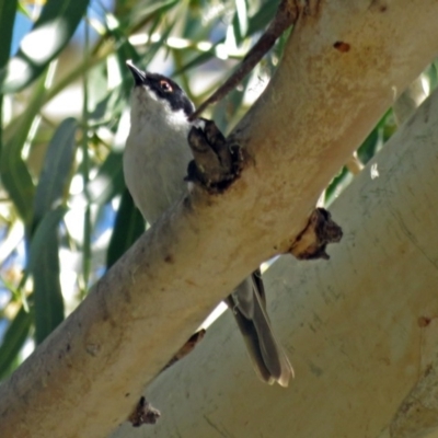 Melithreptus lunatus (White-naped Honeyeater) at Paddys River, ACT - 9 Mar 2018 by RodDeb