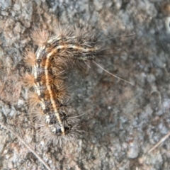 Anthelidae sp. (family) (Unidentified anthelid moth or Australian woolly bear) at Cotter River, ACT - 6 Feb 2018 by SWishart