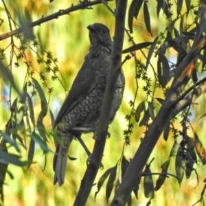 Ptilonorhynchus violaceus at Paddys River, ACT - 9 Mar 2018