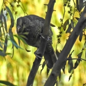 Ptilonorhynchus violaceus at Paddys River, ACT - 9 Mar 2018