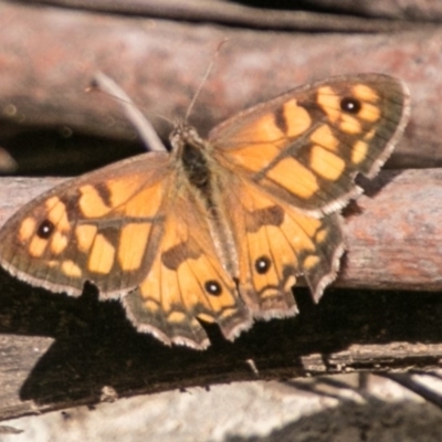 Geitoneura klugii (Marbled Xenica) at Cotter River, ACT - 7 Feb 2018 by SWishart