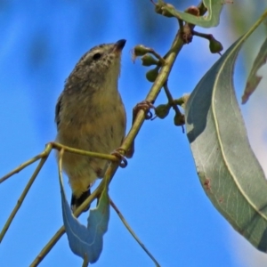 Pardalotus punctatus at Paddys River, ACT - 9 Mar 2018