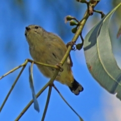 Pardalotus punctatus at Paddys River, ACT - 9 Mar 2018 02:52 PM