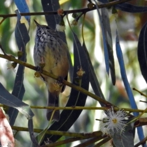 Acanthiza pusilla at Paddys River, ACT - 9 Mar 2018