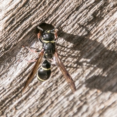 Eumeninae (subfamily) (Unidentified Potter wasp) at Cotter River, ACT - 7 Feb 2018 by SWishart