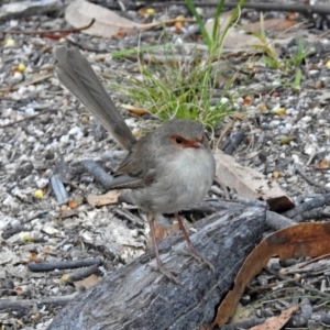 Malurus cyaneus at Paddys River, ACT - 9 Mar 2018