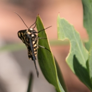 Amata (genus) at Cotter River, ACT - 7 Feb 2018 10:12 AM