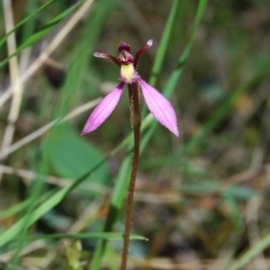 Eriochilus magenteus at Mount Clear, ACT - 11 Mar 2007