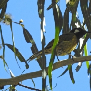 Nesoptilotis leucotis at Paddys River, ACT - 9 Mar 2018