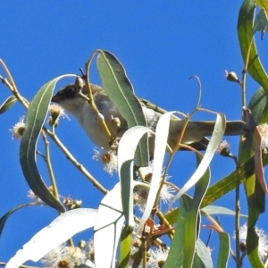 Melithreptus lunatus at Paddys River, ACT - 9 Mar 2018